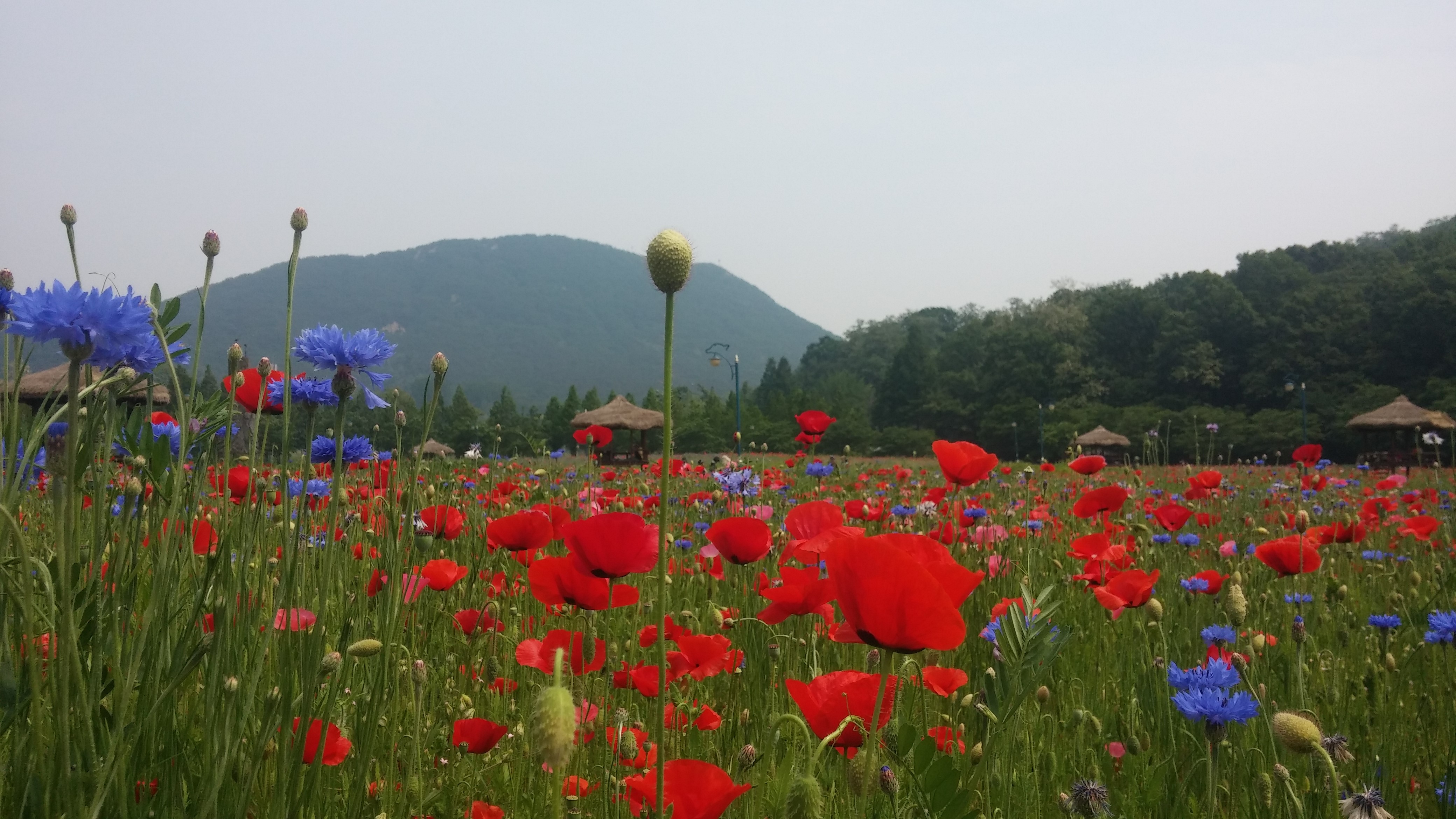 꽃양귀비동산 (5월23일현재)썸네일