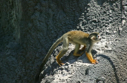 다람쥐원숭이