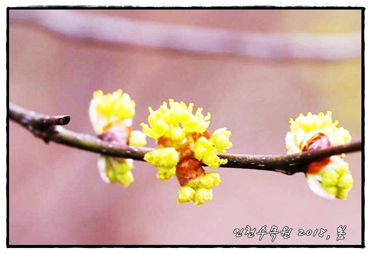 인천수목원 봄, 꽃썸네일