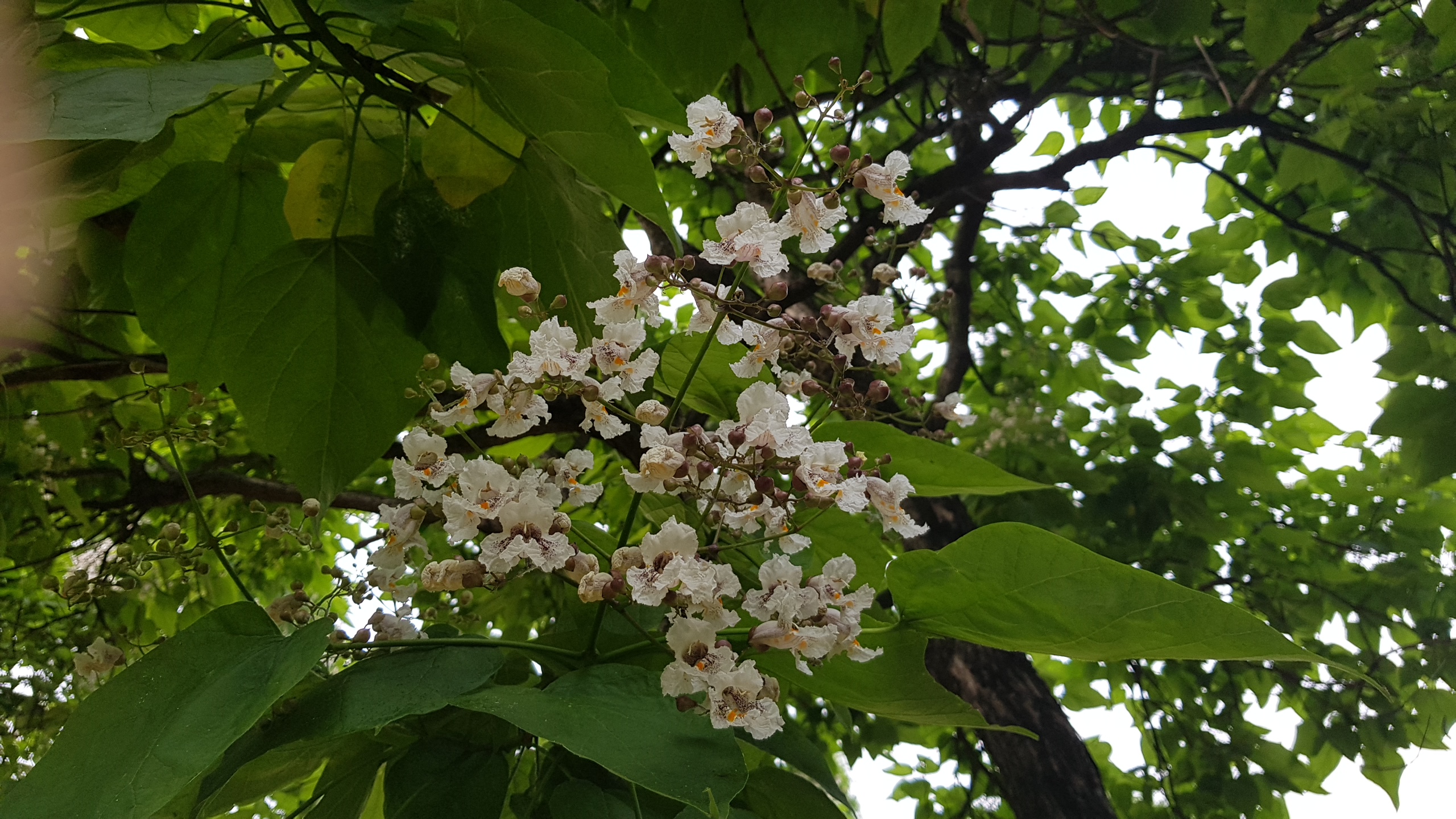 꽃개오동나무_3