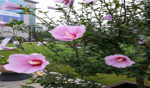 나라꽃 무궁화 인천애뜰 전시 운영