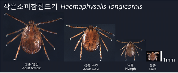 인천시, 가을철 야외활동 시 ‘진드기 매개감염병’ 주의 당부