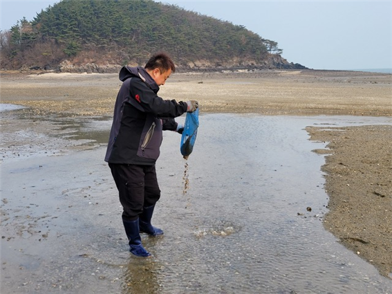 바지락 종패