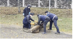 야생동물 구조