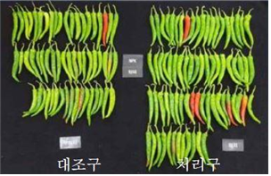 국립농업과학 연구자료 _ 고추 수량 증대 효과