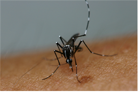 흰줄숲모기(Aedes albopictus)
