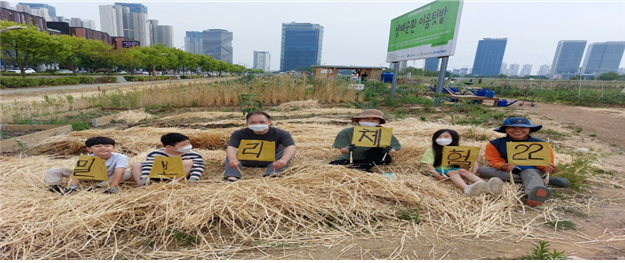 인천 이음텃밭에서 가족과 함께 토종 밀·보리 수확 관련 이미지