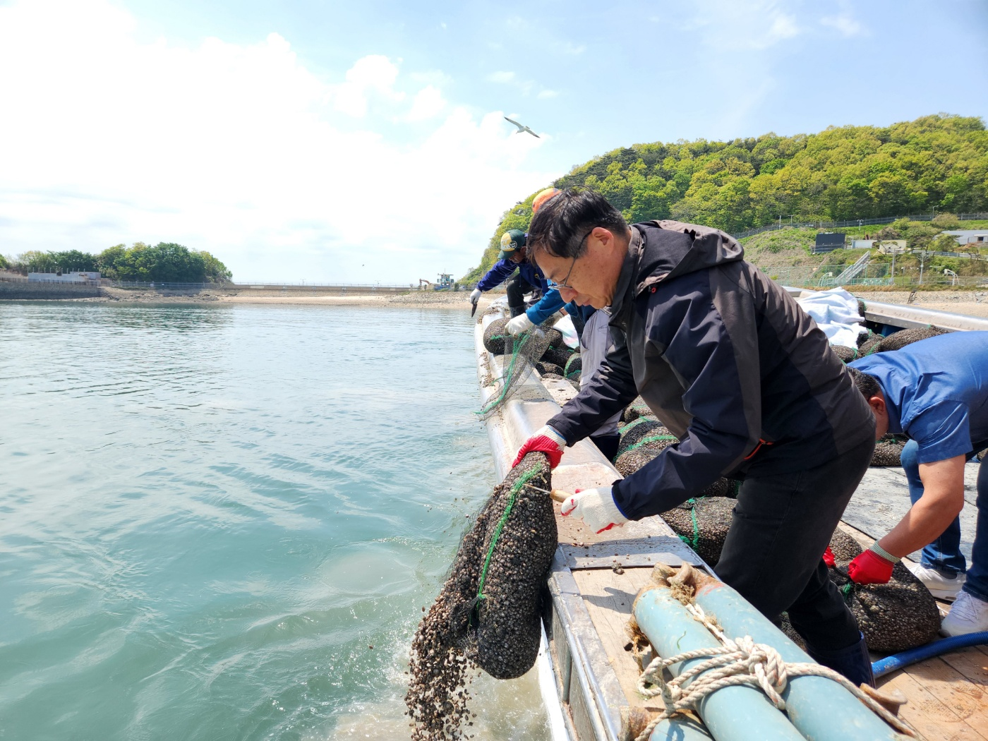 인천시, 이작·소이작어촌계 어장에 새꼬막 종패 약 11톤 방류 관련 이미지