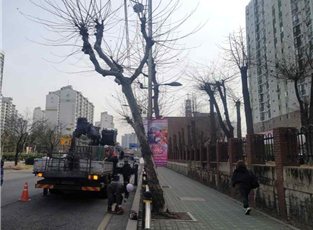 위험목 제거
