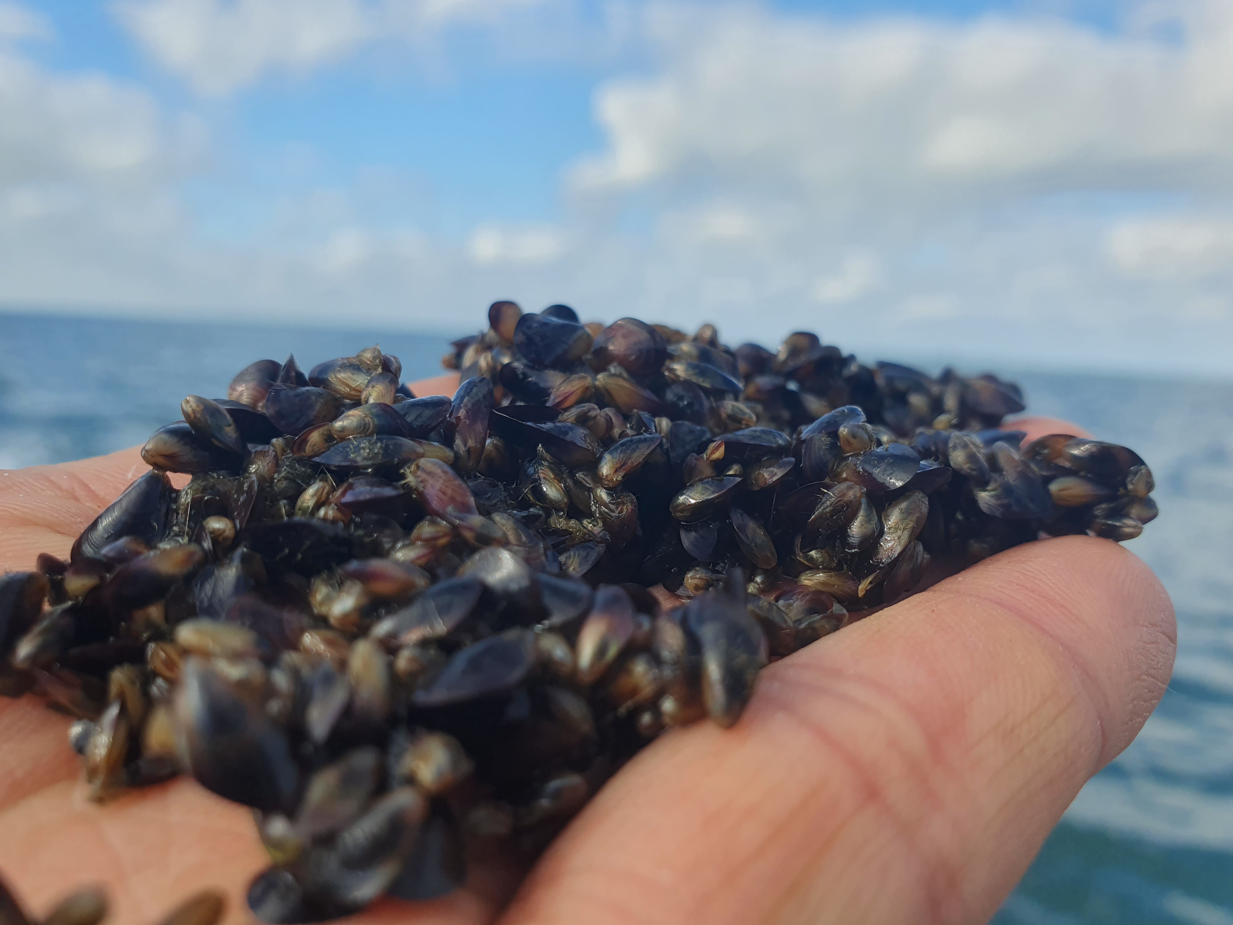 인천시, 백령 해역에 어린 토종 홍합‘참담치’80만 마리 방류 관련 이미지