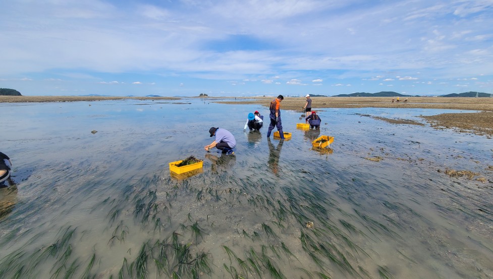 잘피 이식 사진