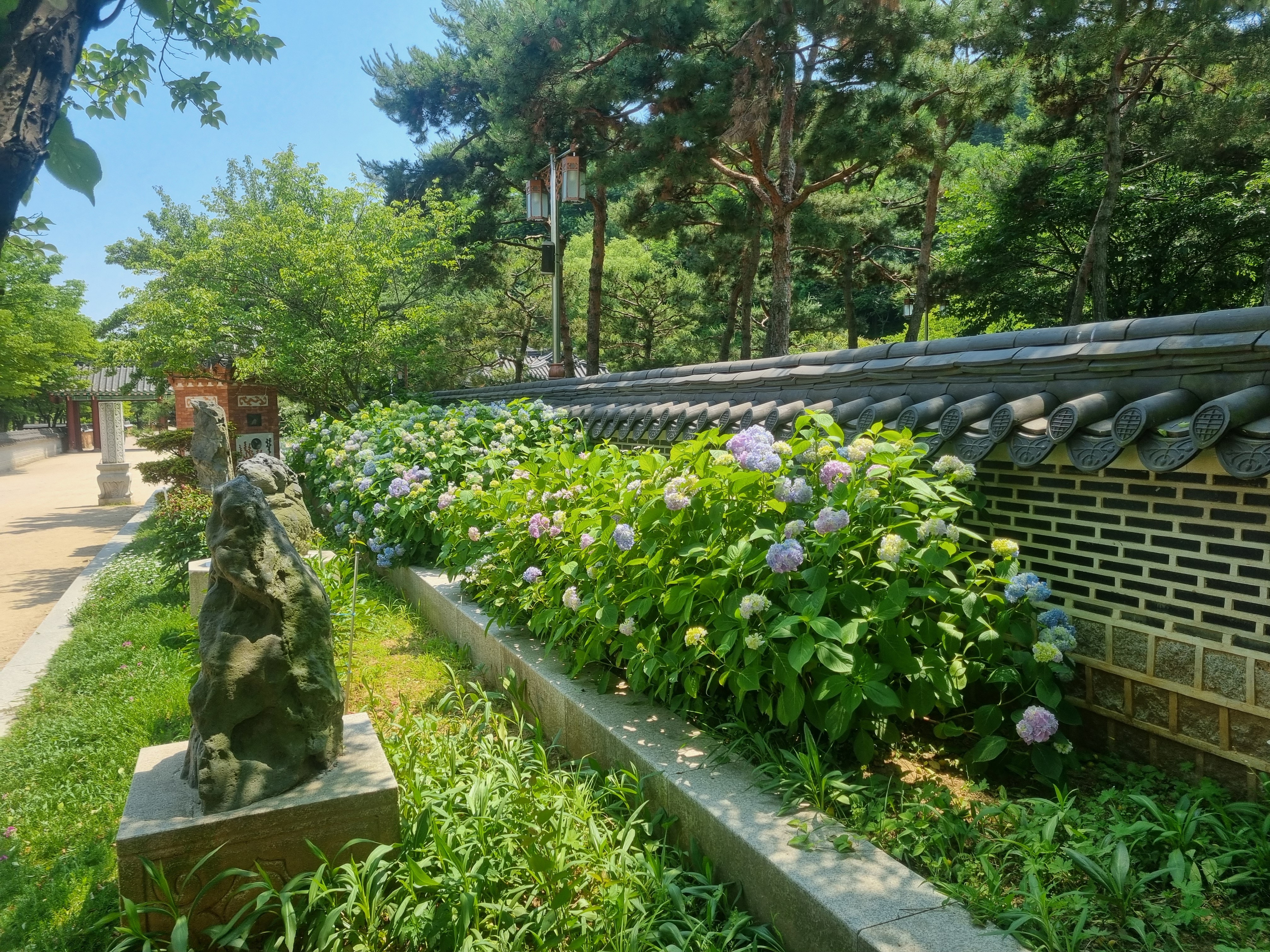 산수국