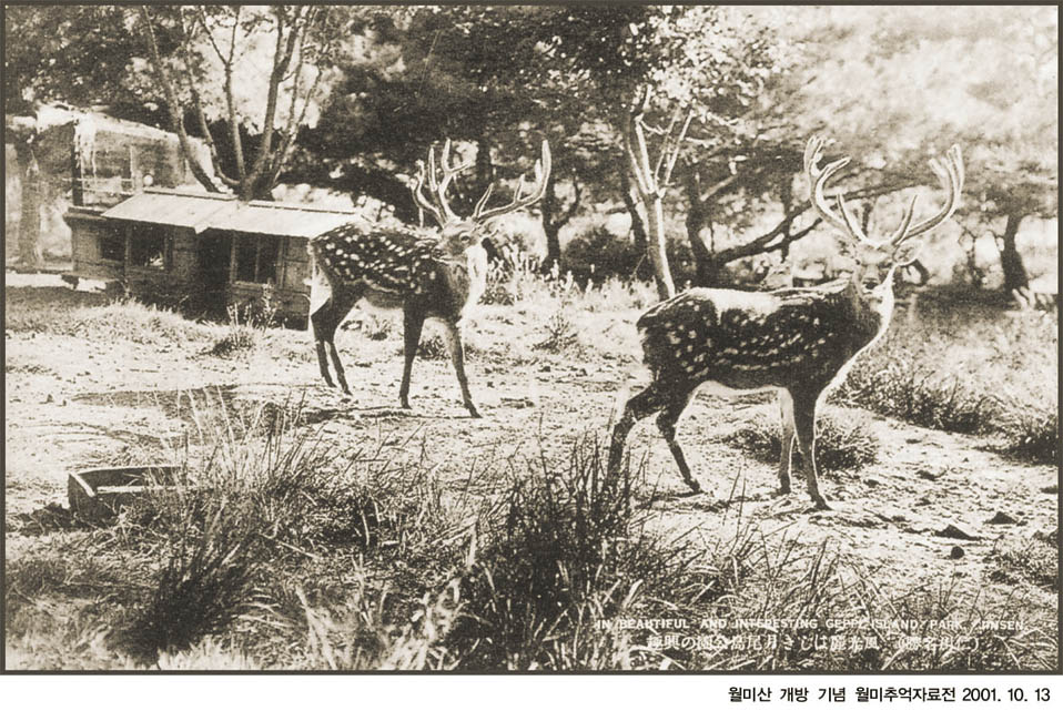 4-24. 월미도 녹원의 사슴 구경(1930년대)썸네일