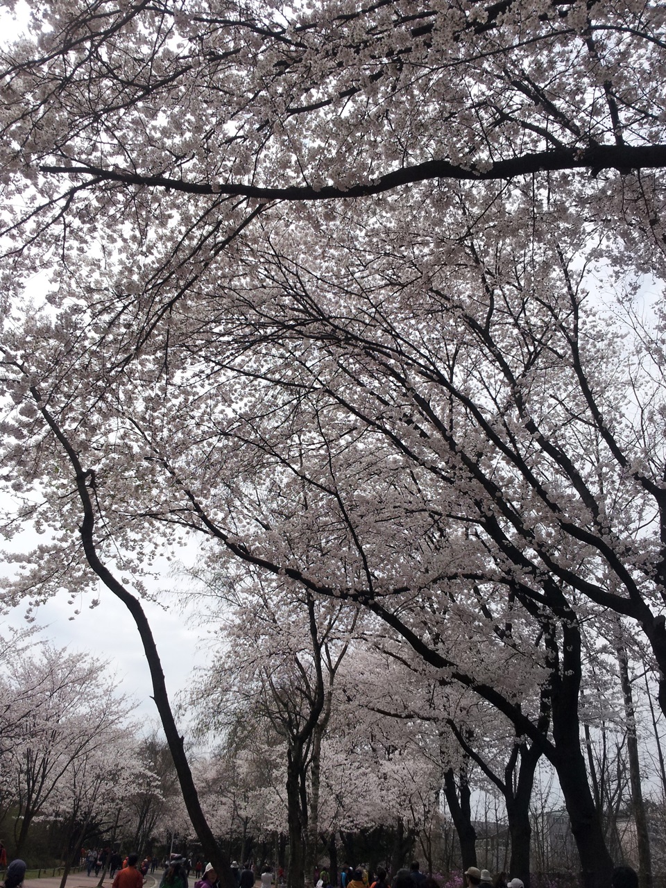 인천대공원 벚꽃 길 풍경썸네일