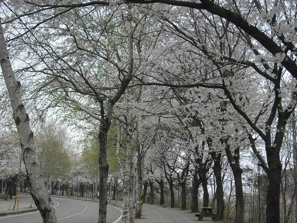 벚꽃 흩날리는 인천대공원...._2