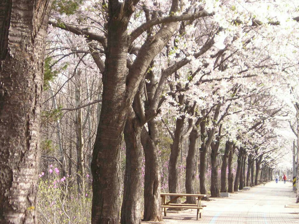 벚꽃 흩날리는 인천대공원...._5