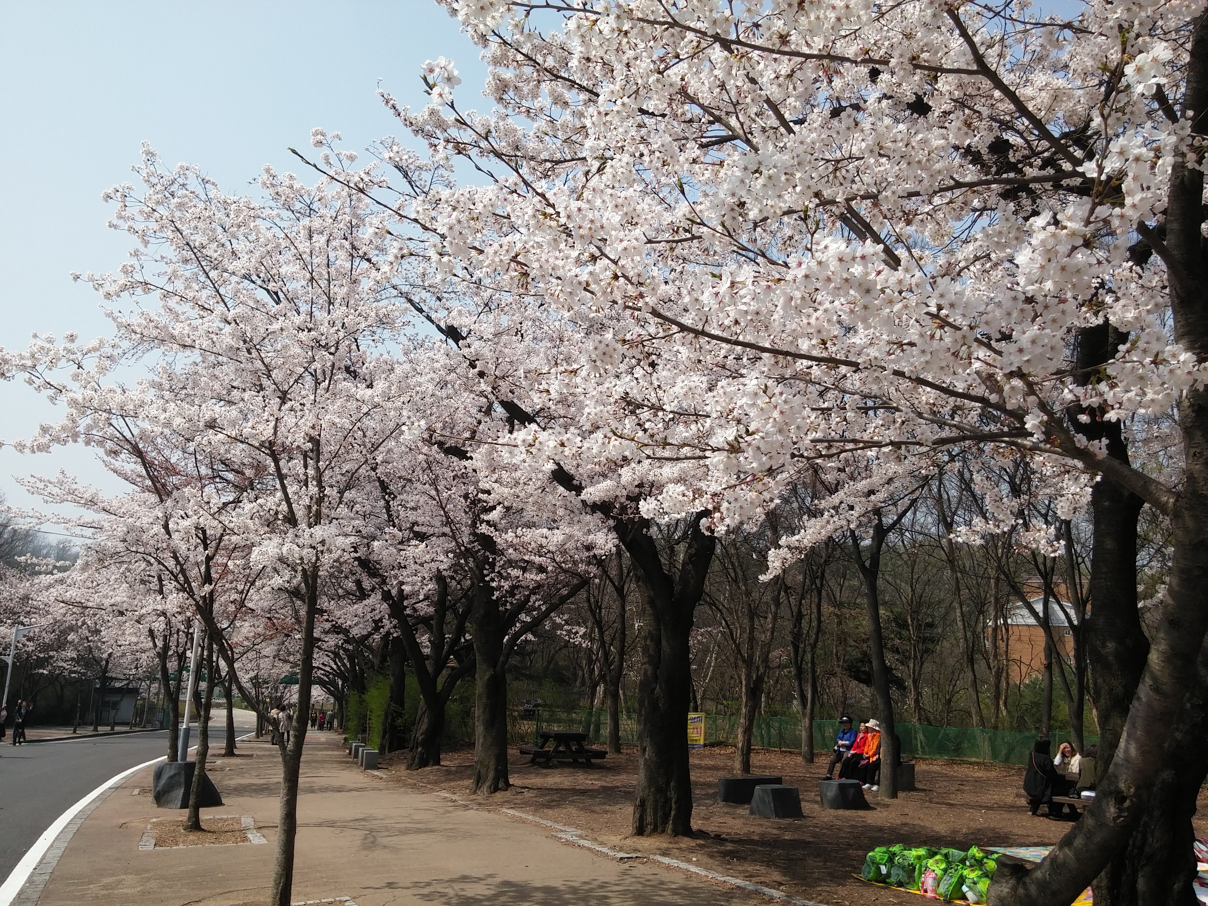 인천 대공원 벚꽃