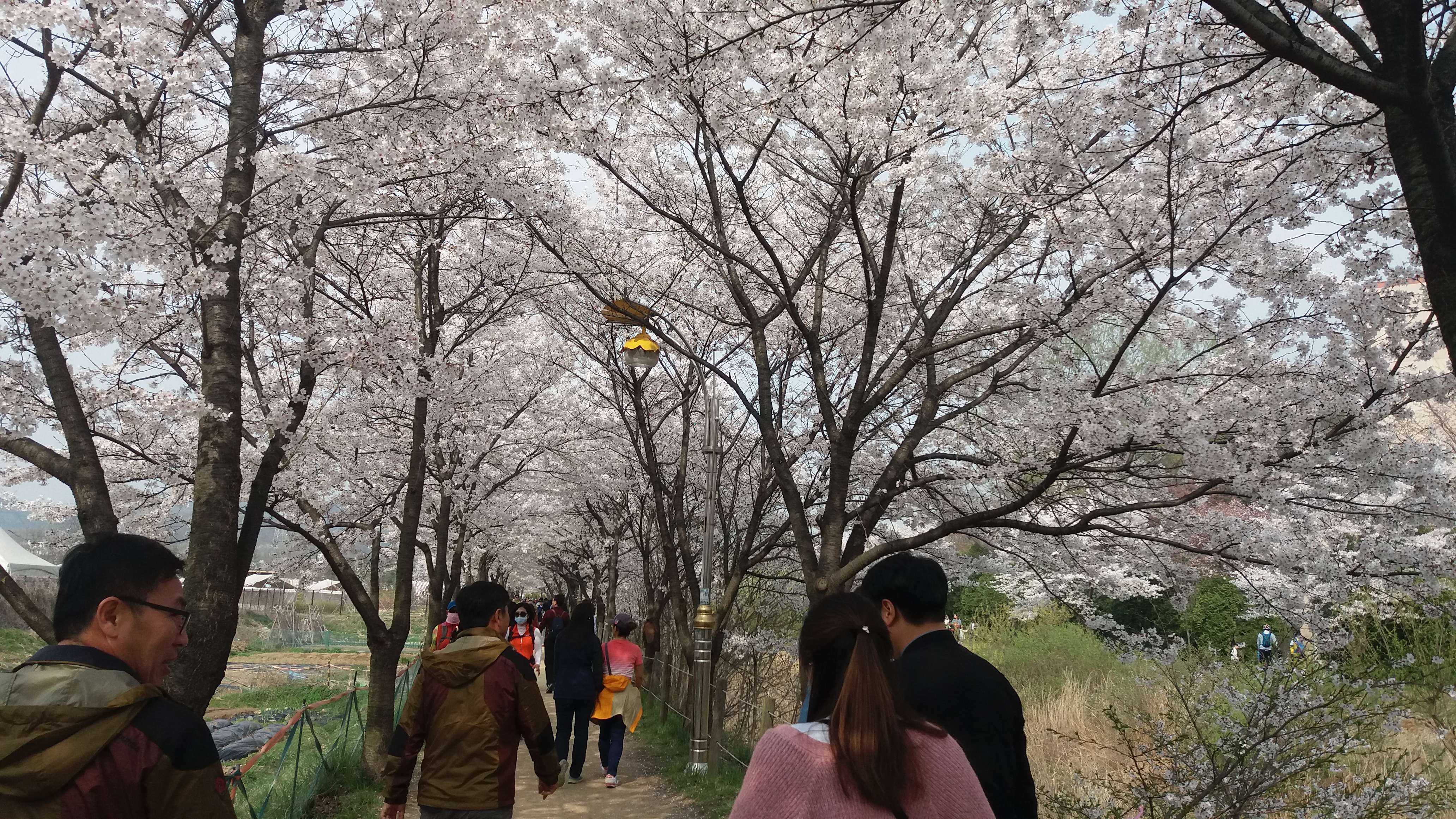 인천대공원 벚꽃 만개 (2016.4.13)_2