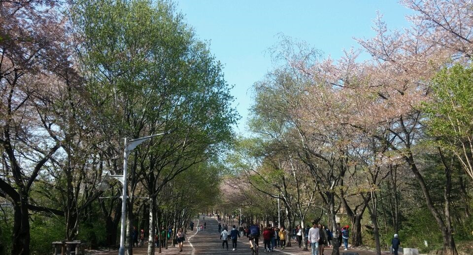 인천대공원 벚꽃 현황썸네일