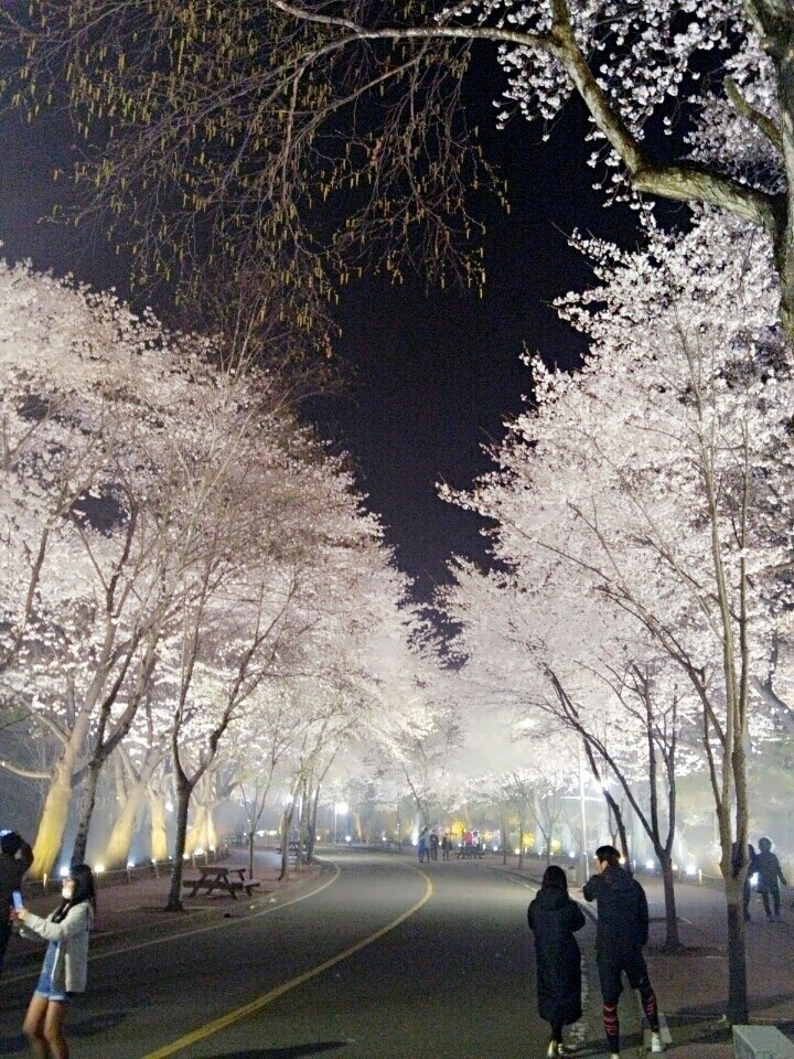   벚꽃 야간경관 사진  썸네일