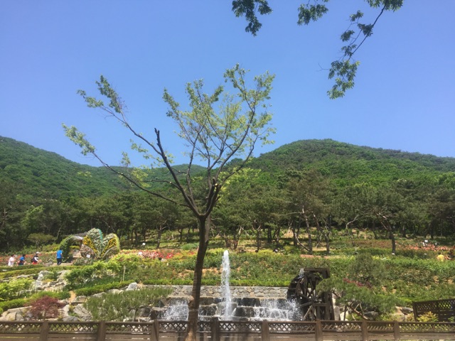계양산 장미공원(5월) _2