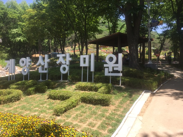 계양산 장미공원(5월) 썸네일