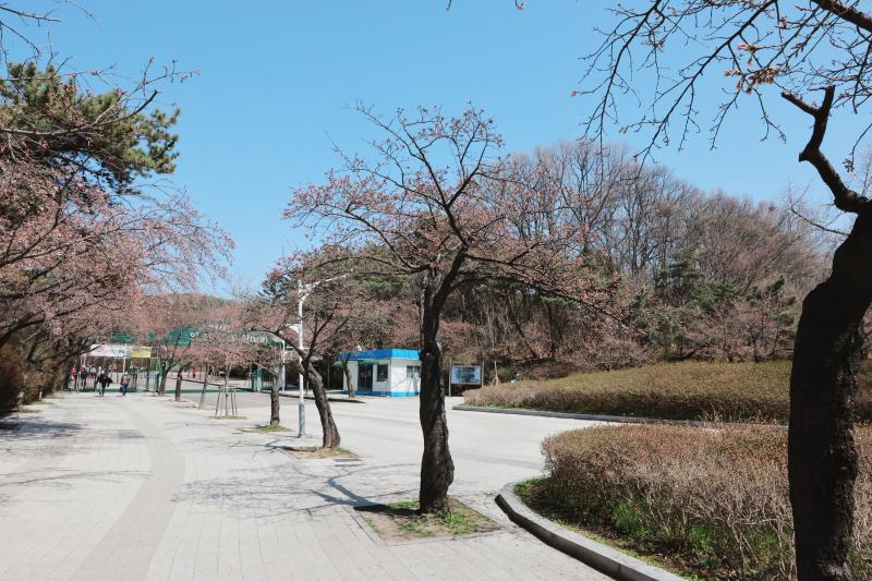 2022.04.07. 인천대공원 벚꽃 개화 상황_3