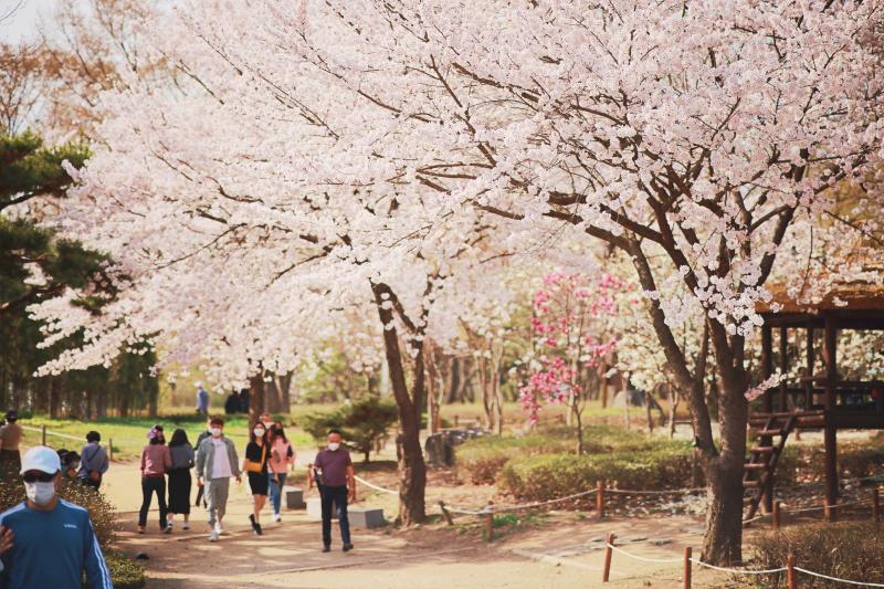 2022.04.12. 인천대공원 벚꽃 개화 상황썸네일