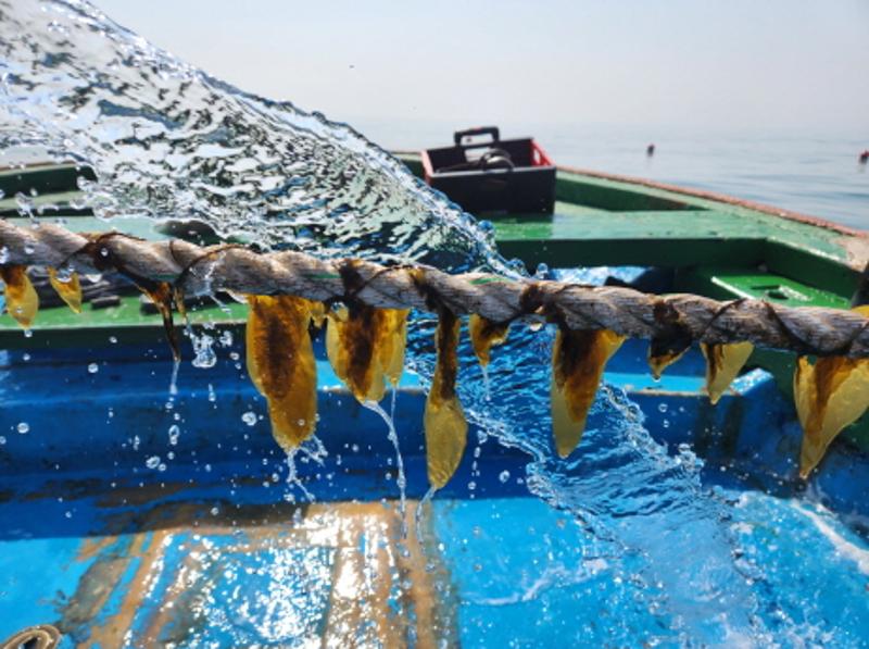 2023년 용다시마 연구·교습어장_2
