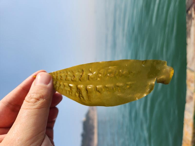 2023년 용다시마 연구·교습어장_3