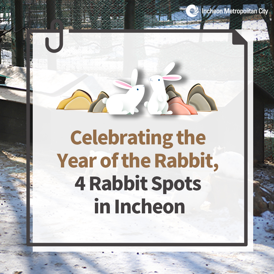 4 Rabbit Spots in Incheon