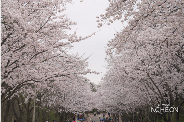 인천대공원 벚꽃사진
