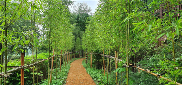 월미공원 대나무 바람숲길 현황사진 (조성 후)