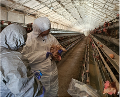 인천시, 양계농장 닭진드기 관리로 안전한 계란 생산 중 관련 이미지