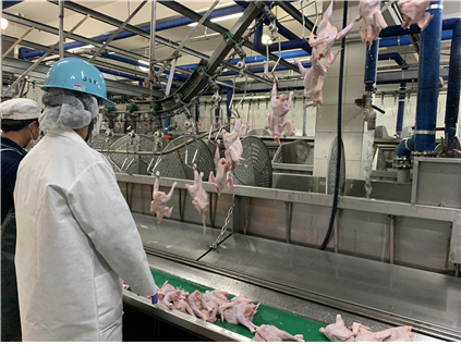 인천시, 삼복 중 닭고기 수요증가 대비해 도축검사 시간 늘린다 관련 이미지