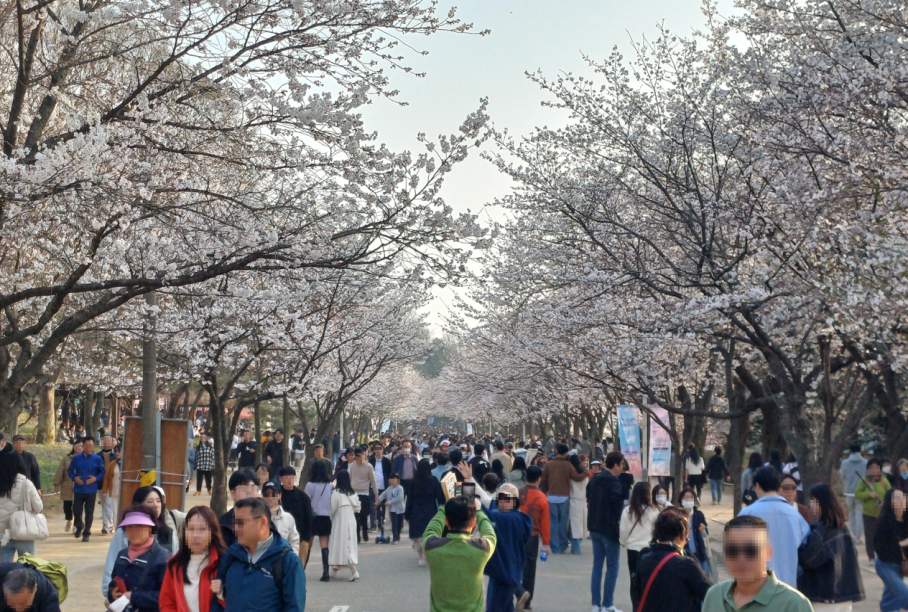인천대공원 벚꽃축제, 이틀간 25만 나들이객 다녀가 관련 이미지