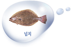 넙치