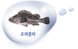 조피볼락