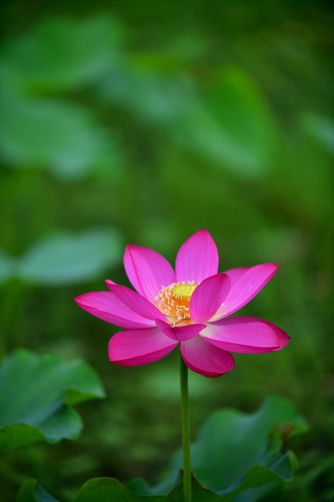 연희공원 紅蓮