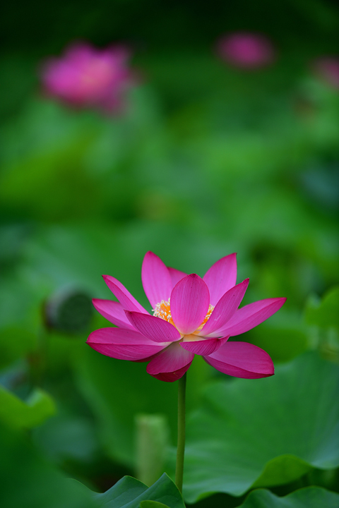 연희공원 자연마당 홍련_4