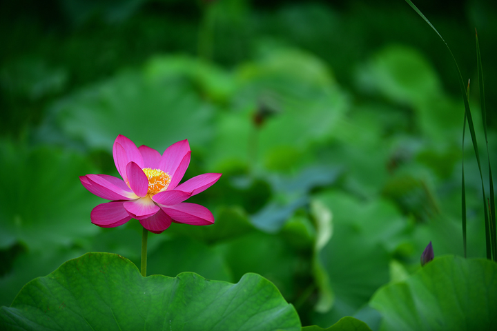 연희공원 자연마당 홍련_8