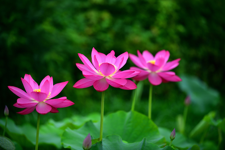 연희공원 자연마당 홍련_11