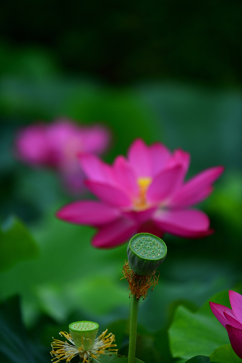 연희공원 자연마당 홍련_12