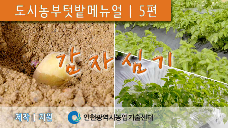 도시농부 텃밭 매뉴얼 (5편) 감자심기