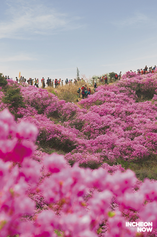 Tallest and Broadest Azalea Garden