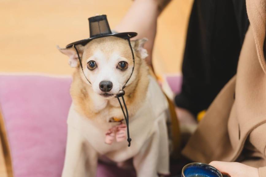 청련사 멍멍학당