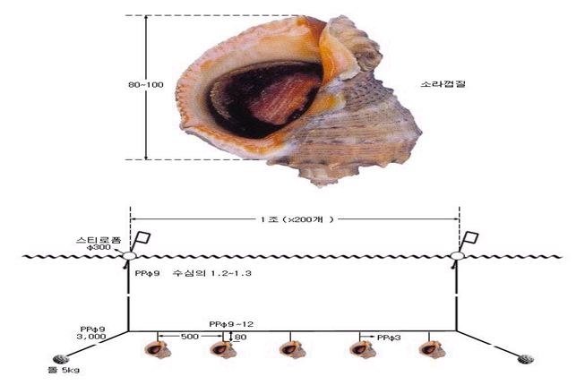 주꾸미 소호 이미지