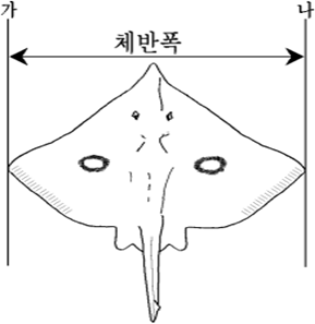 어류 체반폭 이미지