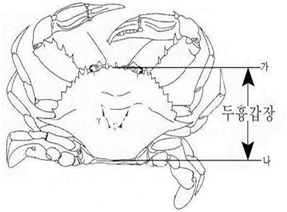 갑각류 두흉갑장 이미지