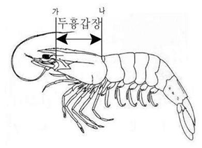 갑각류 두흉갑장 이미지